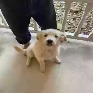 adoptable Dog in Winnsboro, TX named Unknown