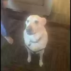 adoptable Dog in Phoenix, AZ named Sunflower