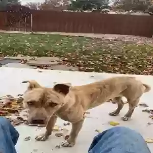 adoptable Dog in Amarillo, TX named Nala