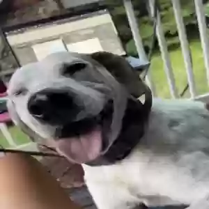 adoptable Dog in Atlanta, GA named Ice