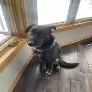 adoptable Dog in Saint Paul, MN named Bear