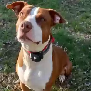 adoptable Dog in Franklin, TN named Chloe