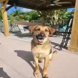 adoptable Dog in Boynton Beach, FL named Unknown