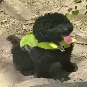 adoptable Dog in Forest Park, GA named Meeko