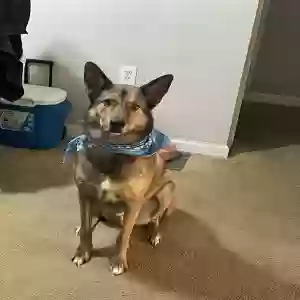 adoptable Dog in Kennesaw, GA named Loki