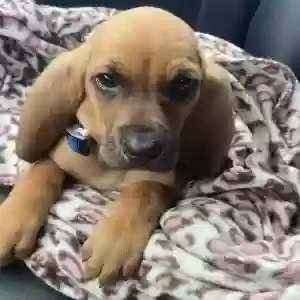 adoptable Dog in Warner Robins, GA named Milo