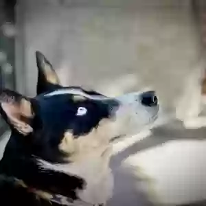 adoptable Dog in Jenison, MI named Bleu