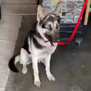 adoptable Dog in Salinas, CA named MAX