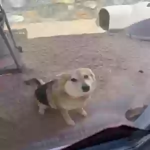 adoptable Dog in El Paso, TX named Bella