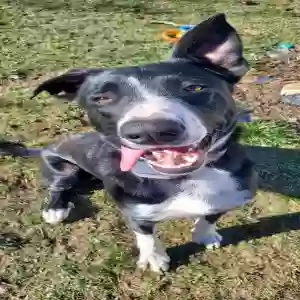 adoptable Dog in Lancaster, CA named Bossy