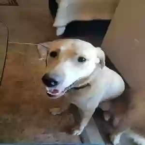 adoptable Dog in Wichita, KS named Axel