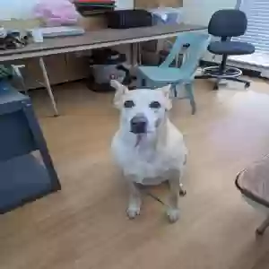 adoptable Dog in Denver, CO named Tickle