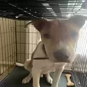 adoptable Dog in Hemet, CA named Handsome