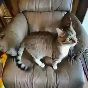 adoptable Cat in Fresno, CA named Doja