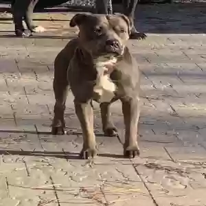adoptable Dog in Oceanside, CA named King