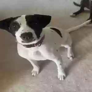 adoptable Dog in Fredericksburg, VA named Rosalie