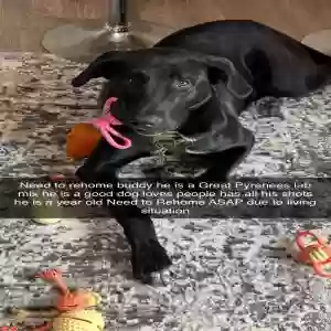 adoptable Dog in Fresno, CA named Buddy