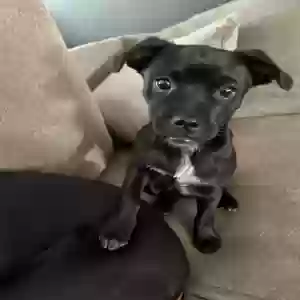 adoptable Dog in Glendale, AZ named Fern