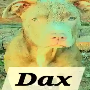 adoptable Dog in Orange, TX named Dax