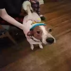 adoptable Dog in Memphis, TN named Daisy May