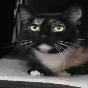 adoptable Cat in Cumming, GA named Nola