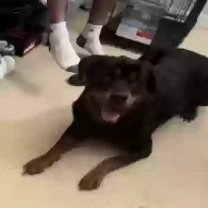 adoptable Dog in Kissimmee, FL named Deuce