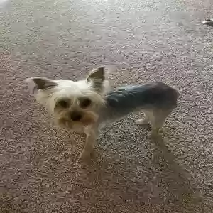 adoptable Dog in Peoria, AZ named Luna
