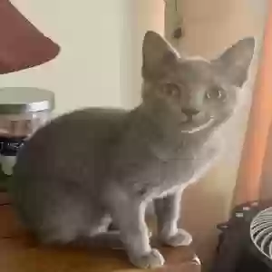 adoptable Cat in Cumming, GA named Gracie