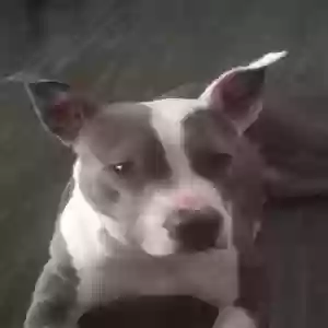 adoptable Dog in Atlanta, GA named Blue Ivy