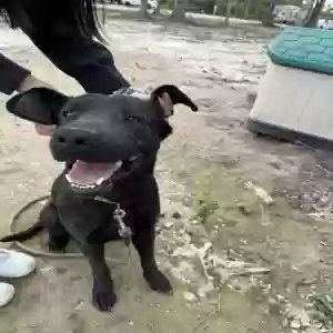 adoptable Dog in Lake Charles, LA named Clyde