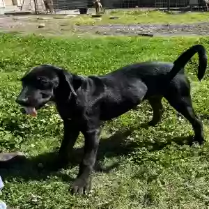 adoptable Dog in Corpus Christi, TX named Pete