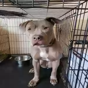 adoptable Dog in Pasco, WA named Coco