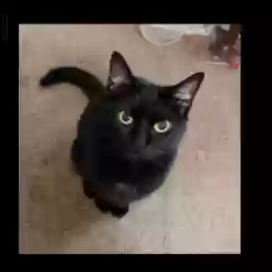 adoptable Cat in Norfolk, VA named Nala