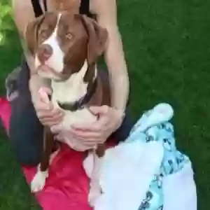 adoptable Dog in Felton, CA named Zen wiggly