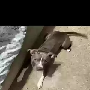 adoptable Dog in Atlanta, GA named Kylo