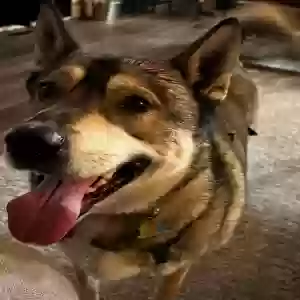 adoptable Dog in Modesto, CA named Hazel