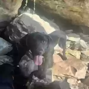 adoptable Dog in Olympia, WA named Gosha