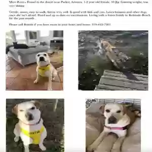 adoptable Dog in Torrance, CA named Rosie