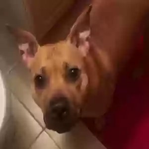 adoptable Dog in Bronx, NY named Pupa