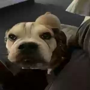 adoptable Dog in Clio, MI named Jake