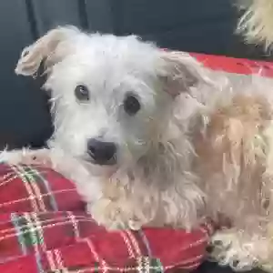adoptable Dog in Lake City, FL named Charlie