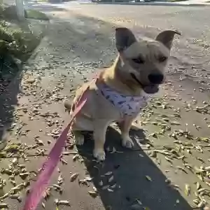 adoptable Dog in Riverside, CA named Nina