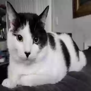 adoptable Cat in Lawrenceville, GA named Bolt