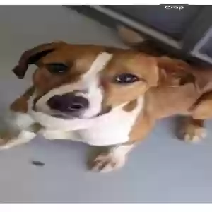 adoptable Dog in Acworth, GA named Lizzy