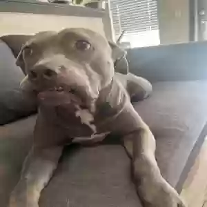 adoptable Dog in Gilbert, AZ named Ocean