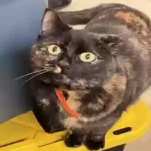 adoptable Cat in Beaumont, CA named Bella