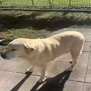 adoptable Dog in Lake Charles, LA named Cane