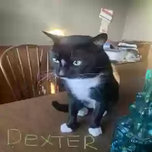 adoptable Cat in Anaheim, CA named Dexter
