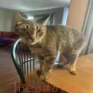 adoptable Cat in Anaheim, CA named Theodore