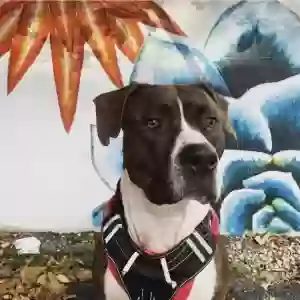 adoptable Dog in Warwick, NY named Rocky